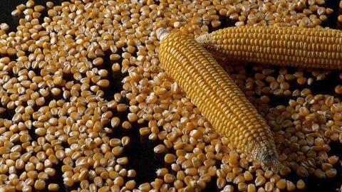 Untitled design (70)