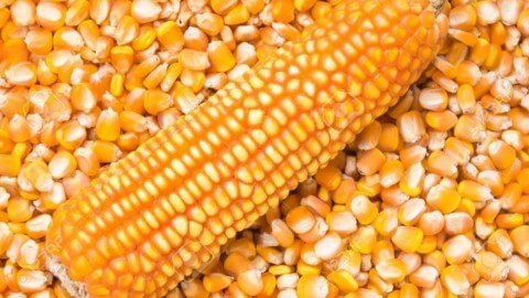 maize